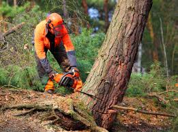 Tybee Island, GA Tree Removal and Landscaping Services Company